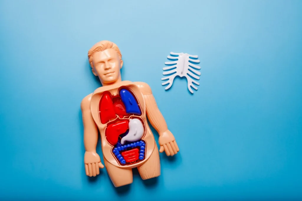 When SIBO Keeps Coming Back: Root Cause Healing for Chronic Bloating and Gut Issues